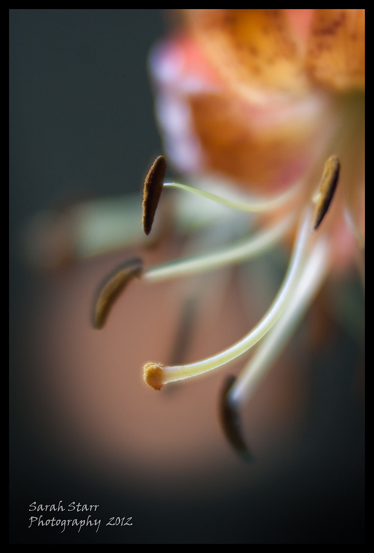 Lily macro
