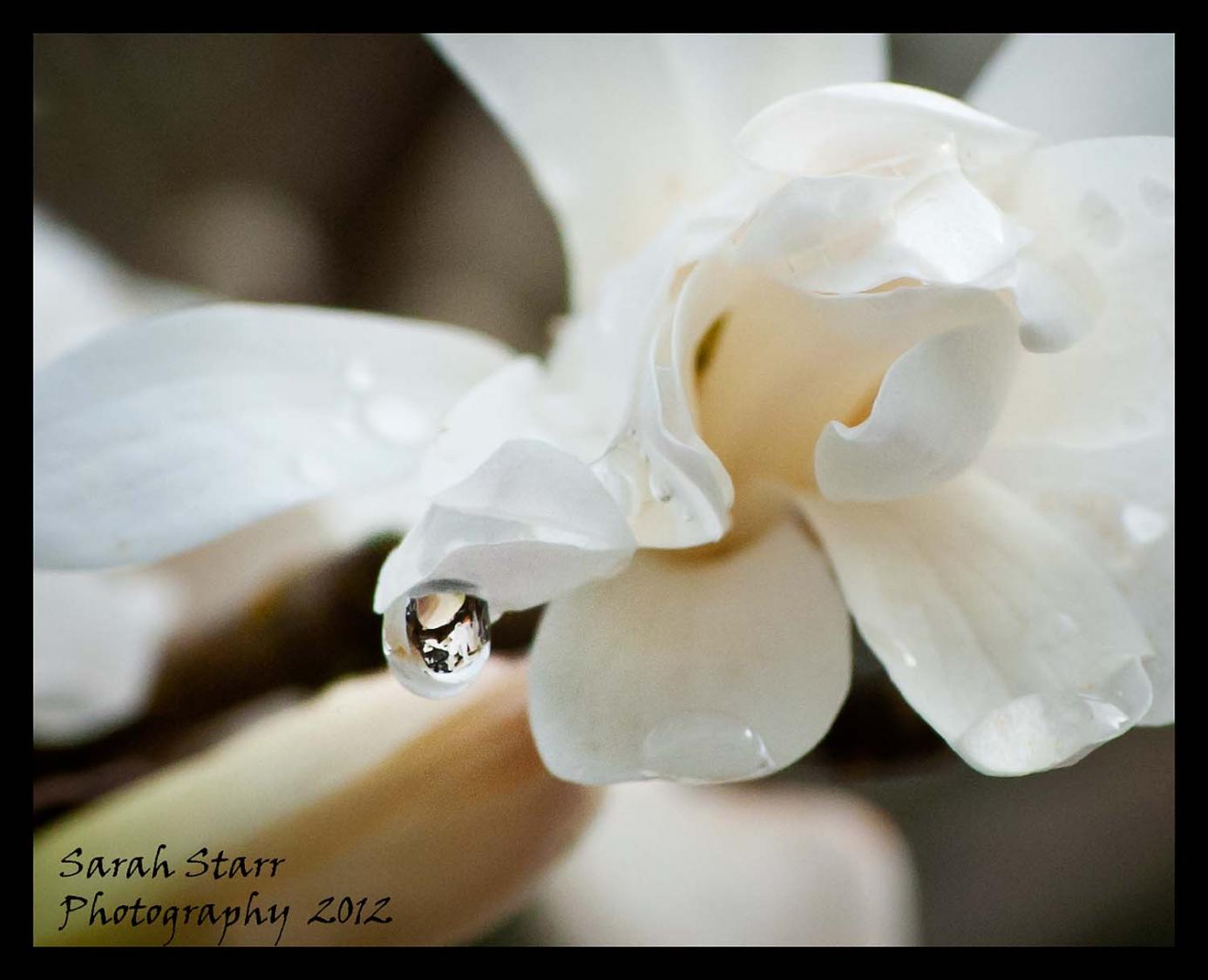 Water Drop on Magnolia