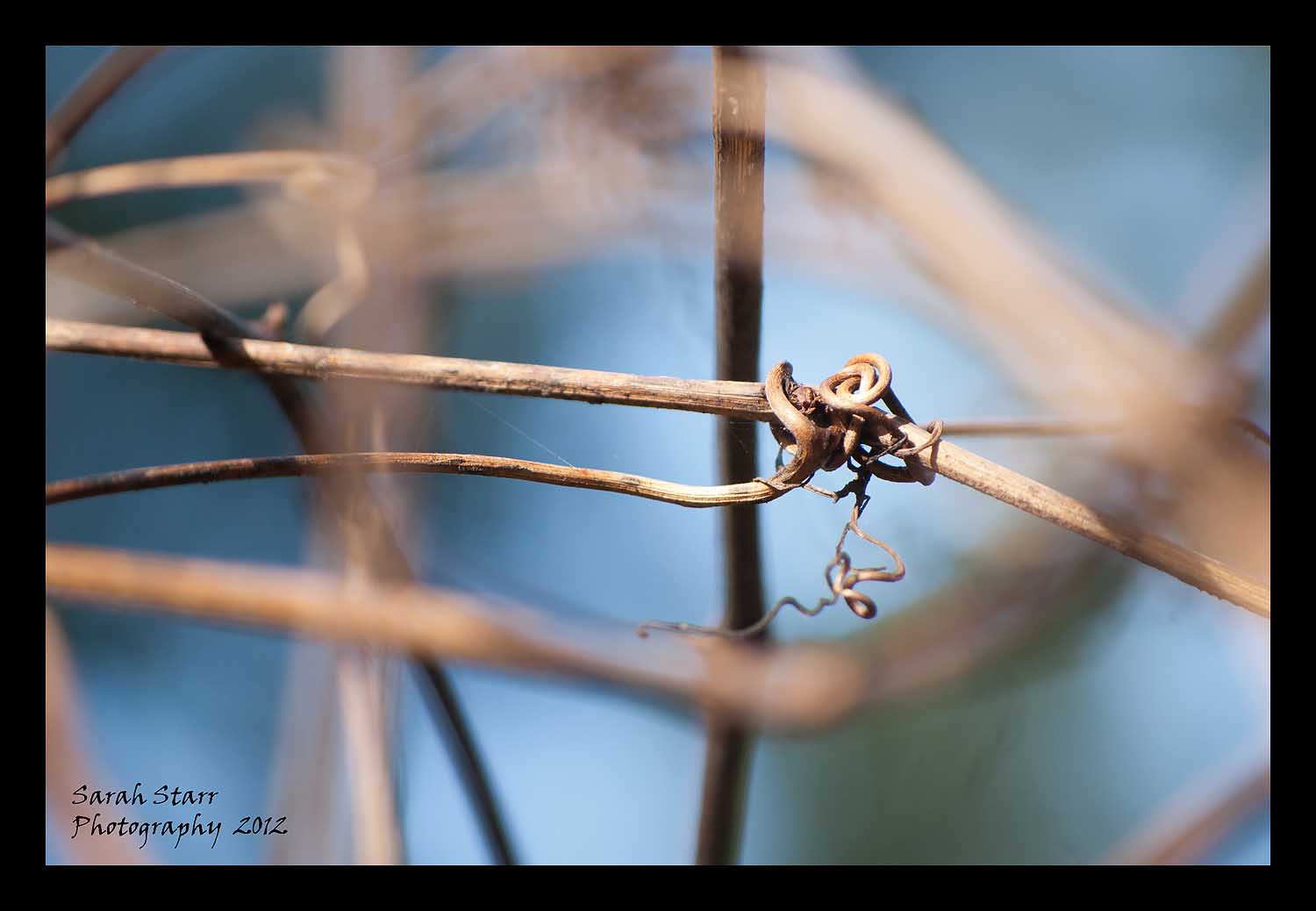 Knots and vines and blue sky