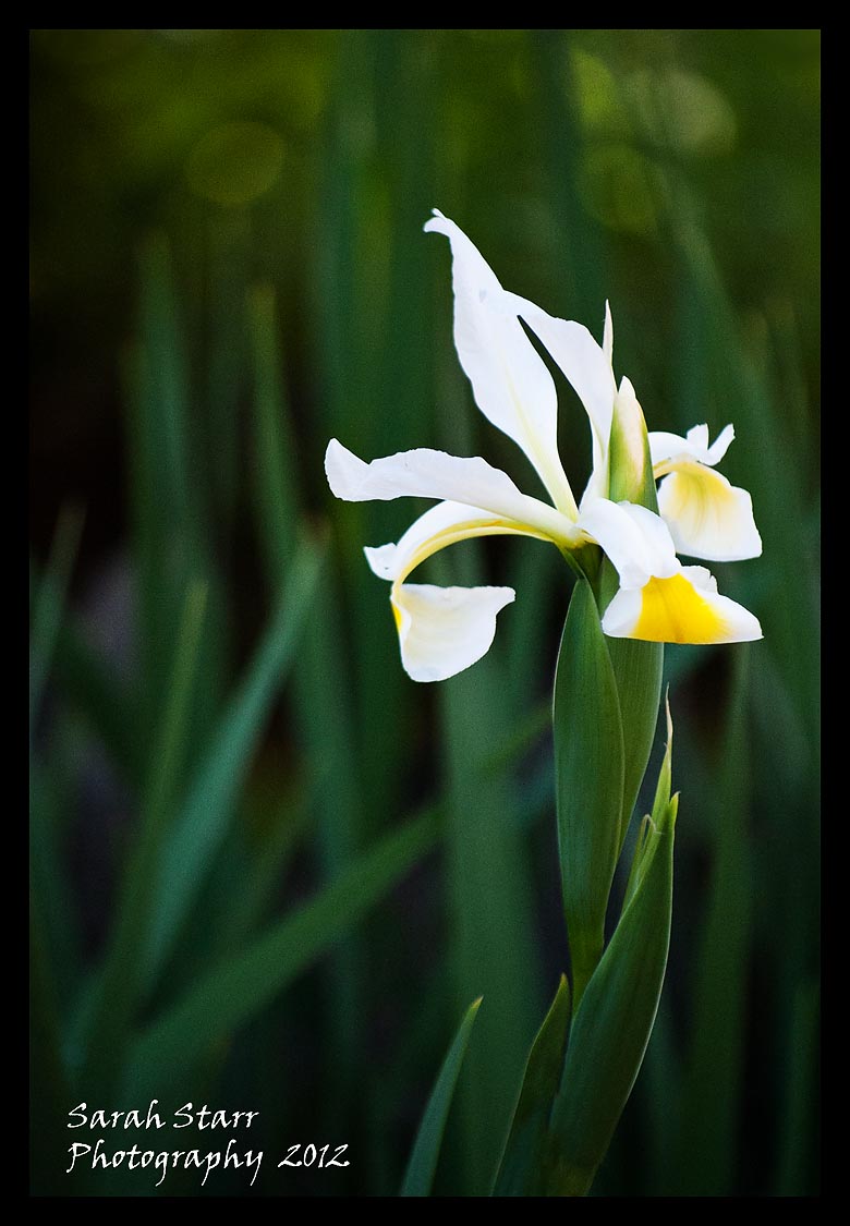 White Iris