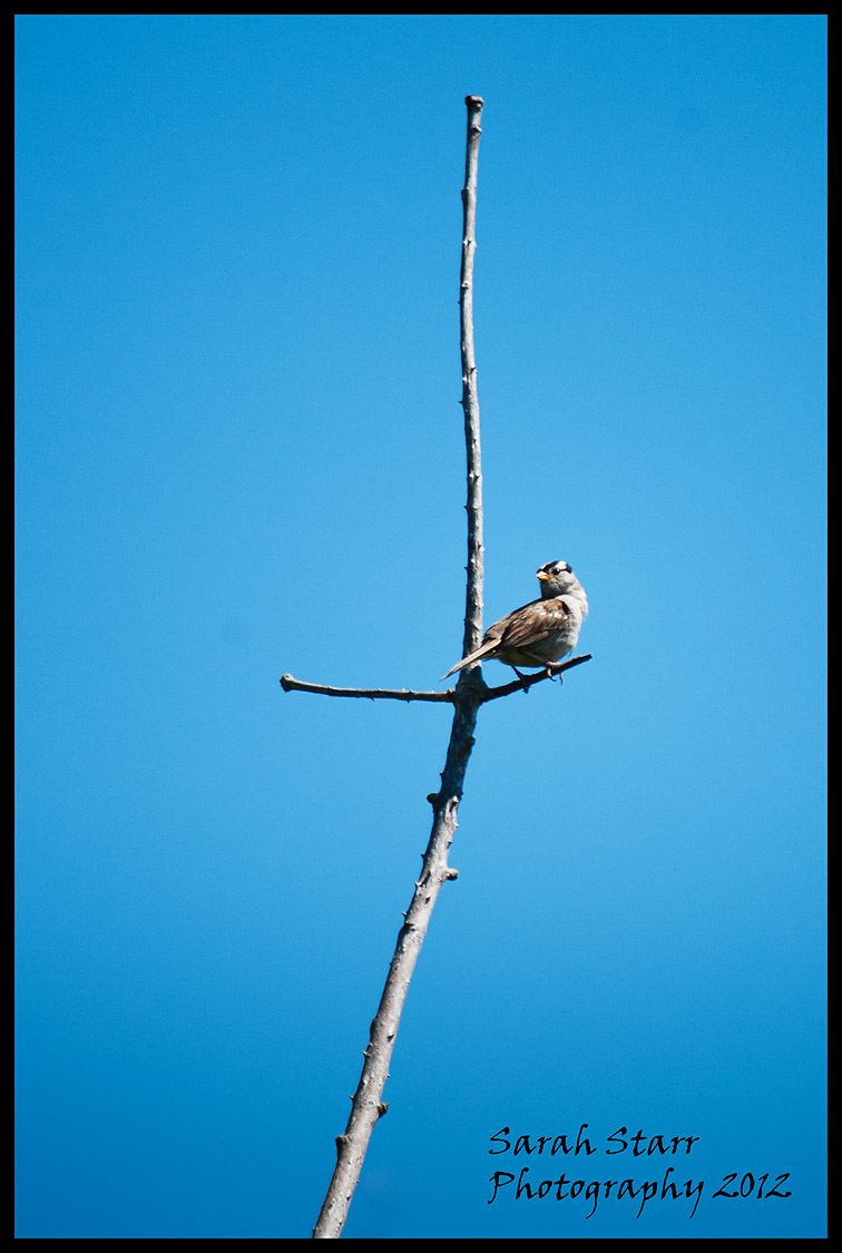 Perched up high