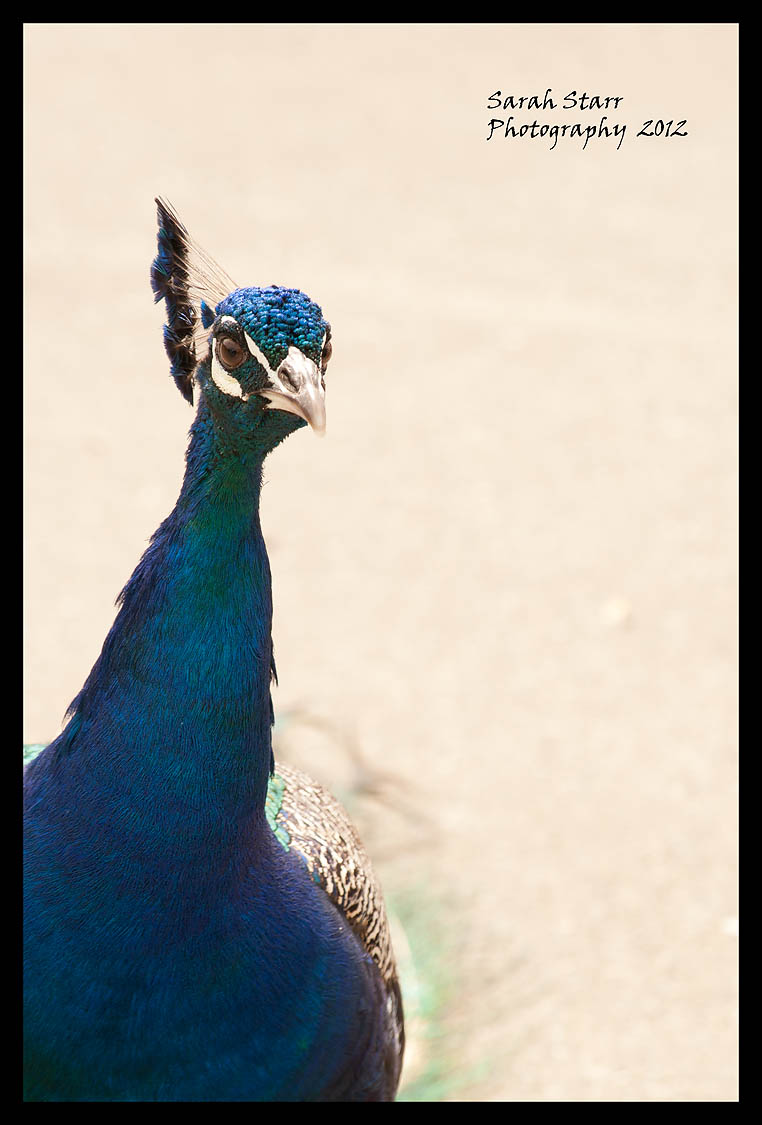 Peacock portrait