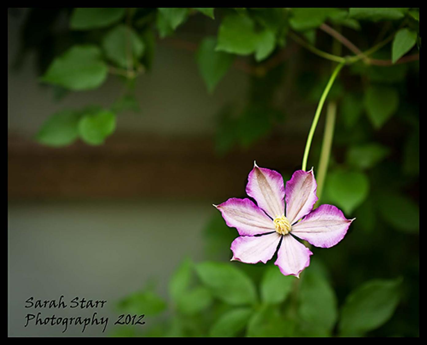 Clematis