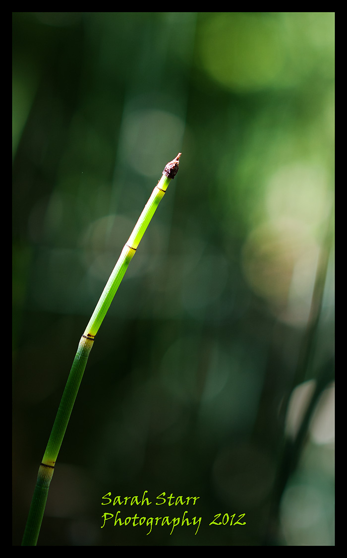 Stripes of green