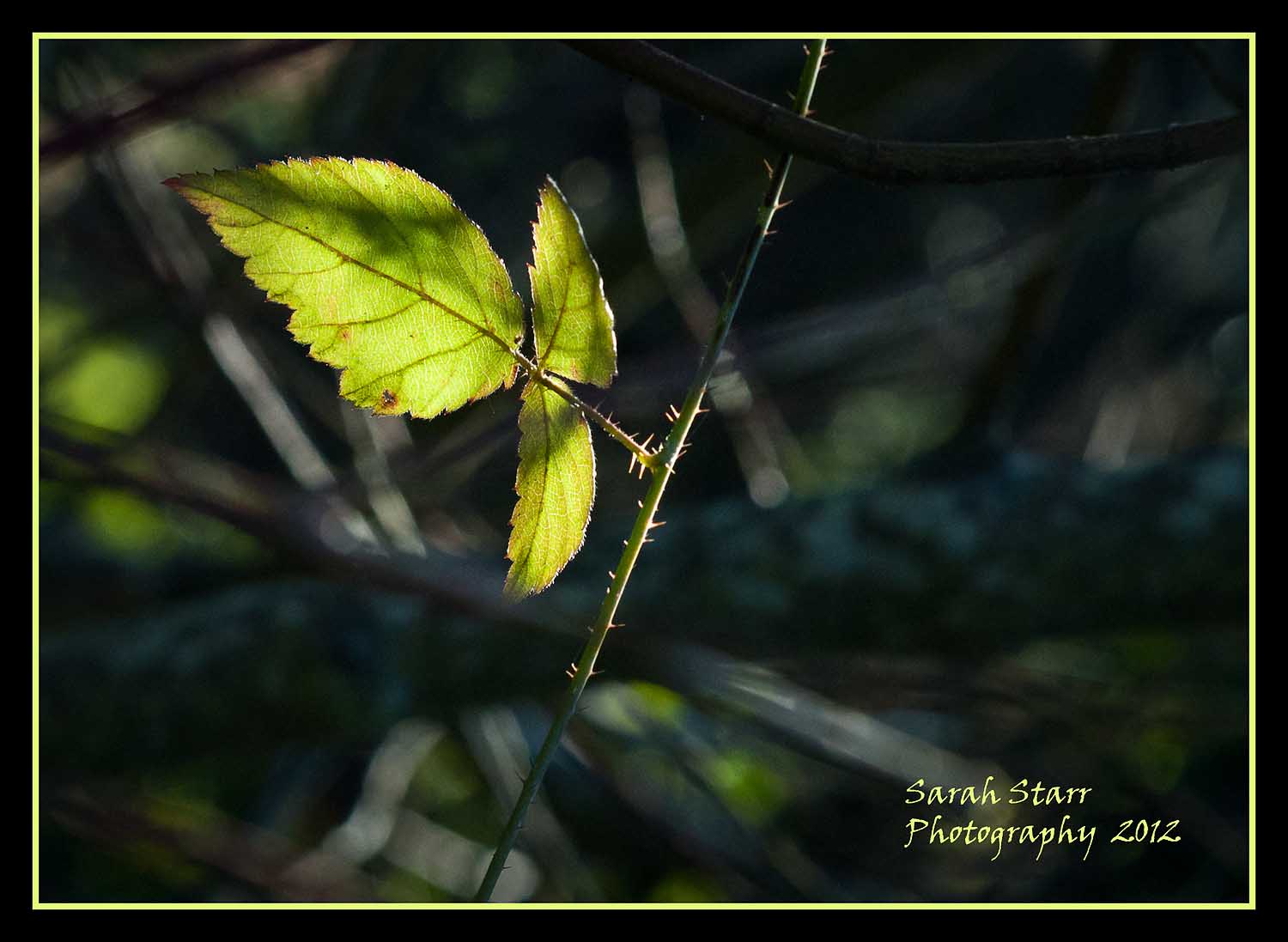 Grape Leaf in the Sun