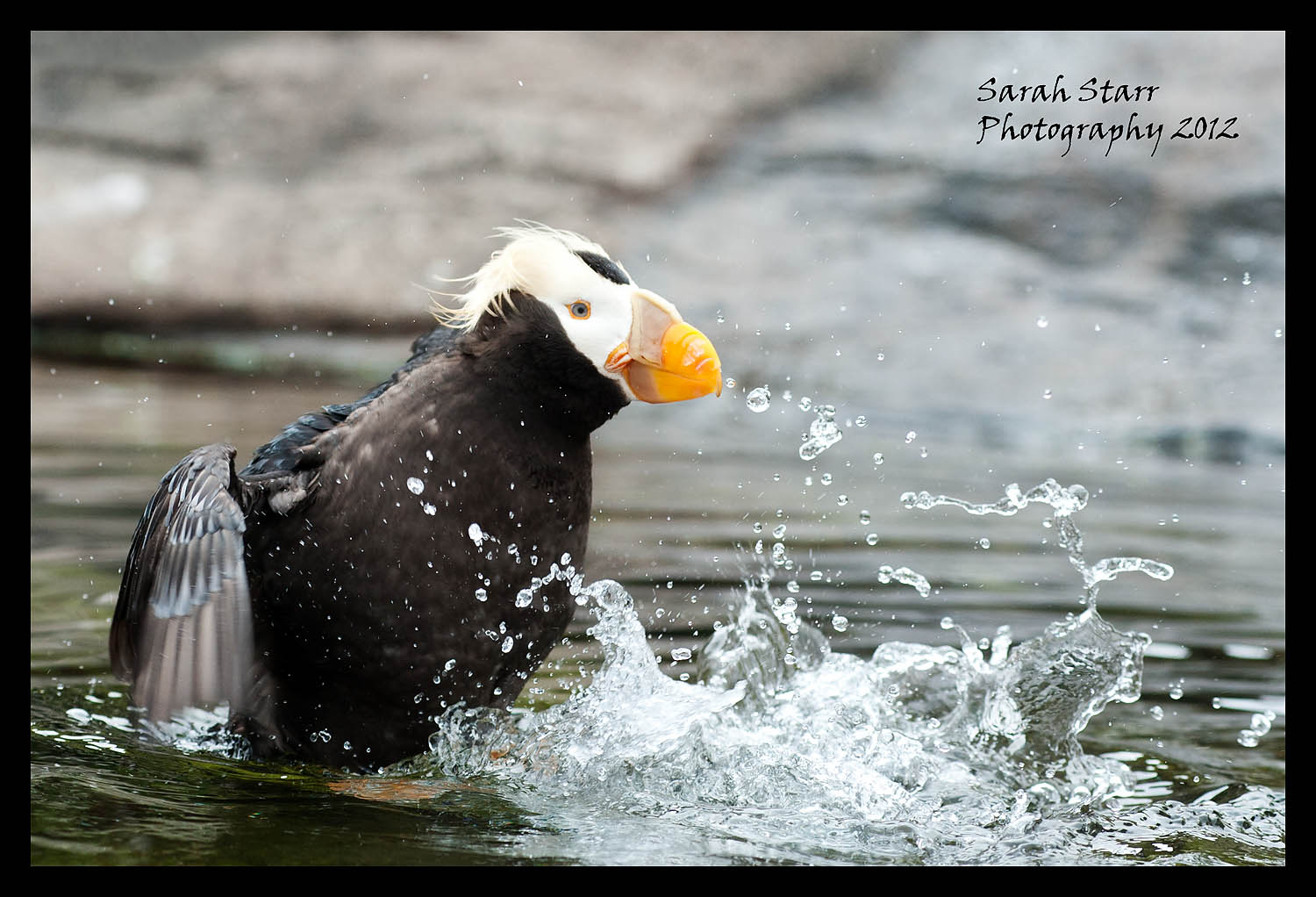 Puffin bathing