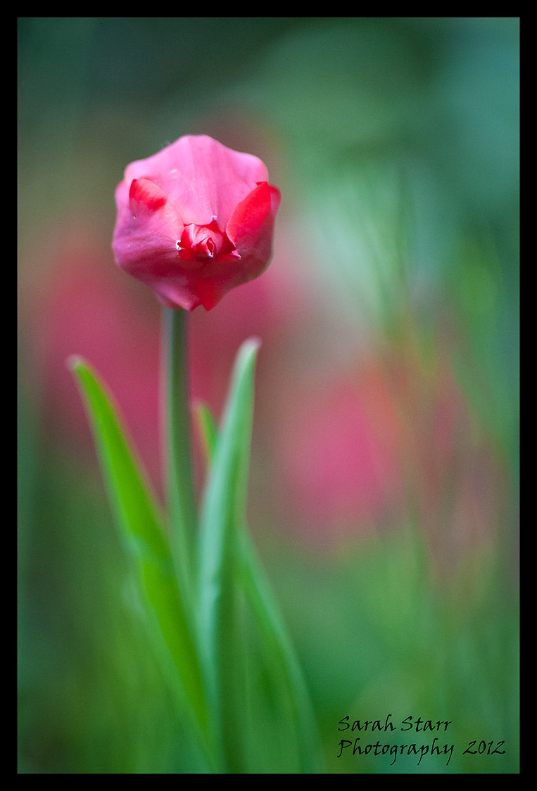 A Tulip Kiss