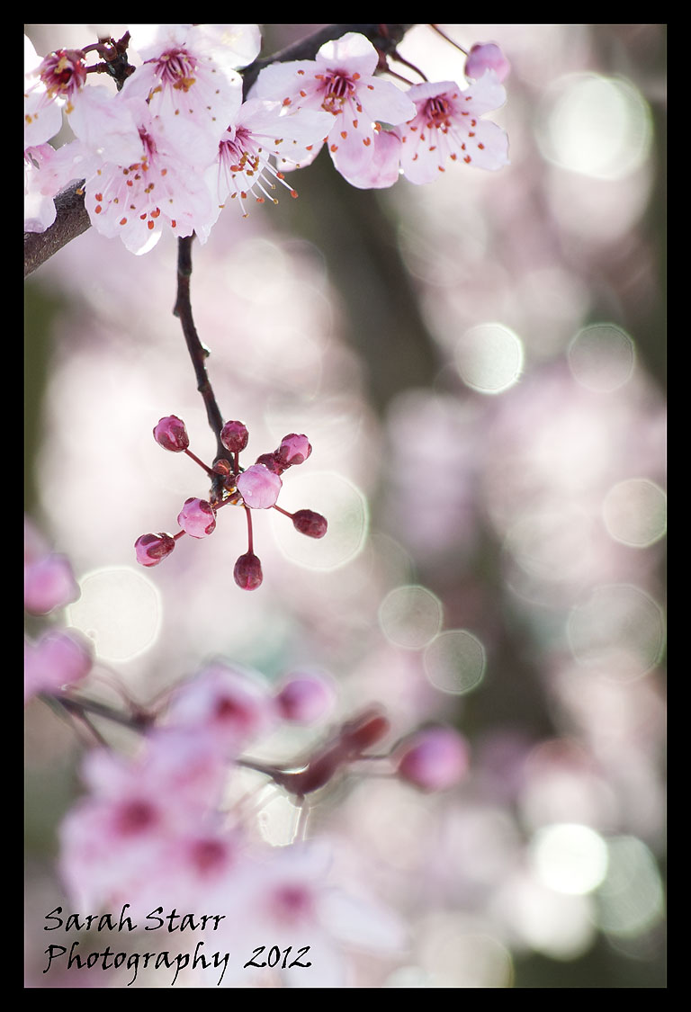 Blossoms