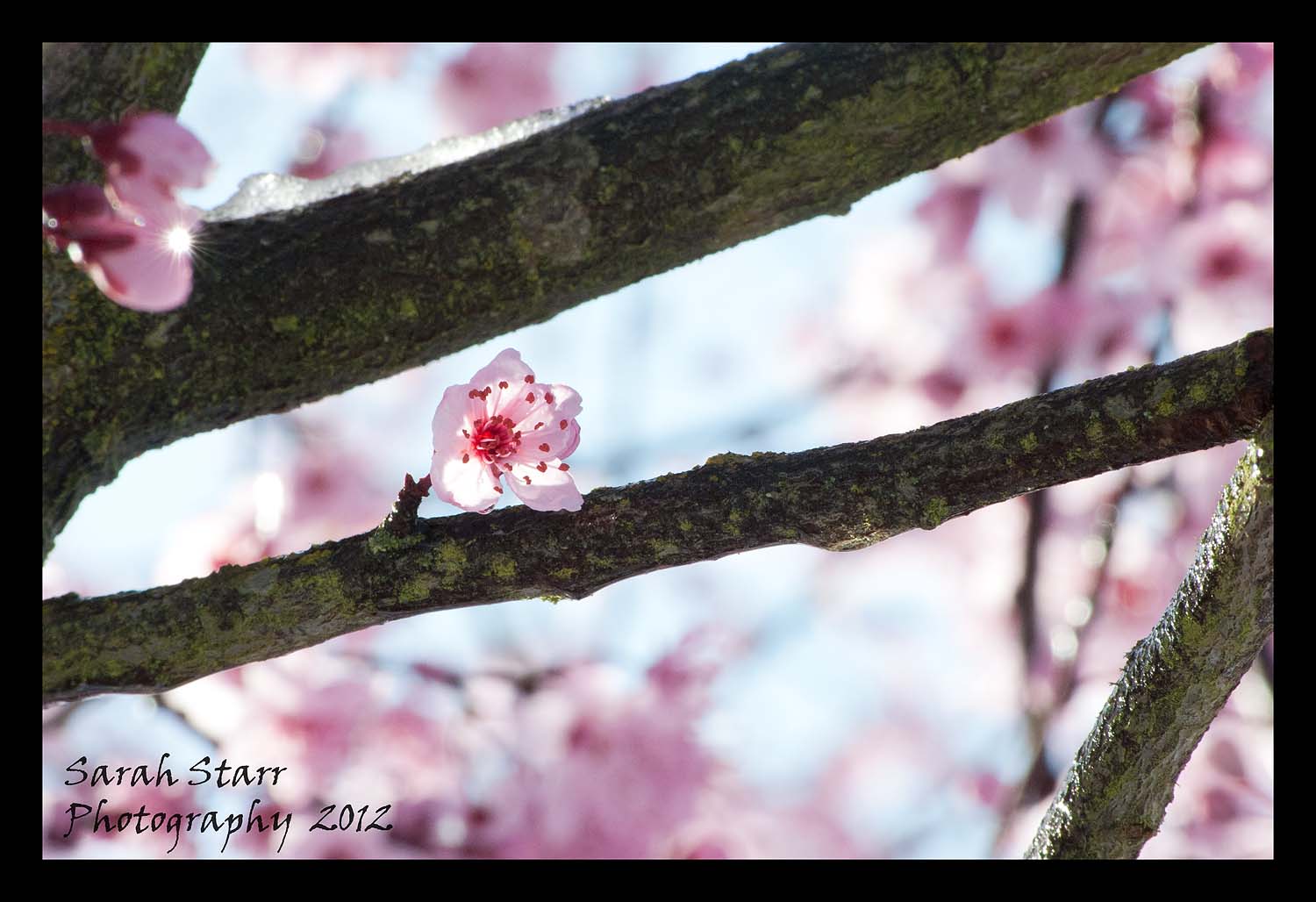 Blossom in the sun