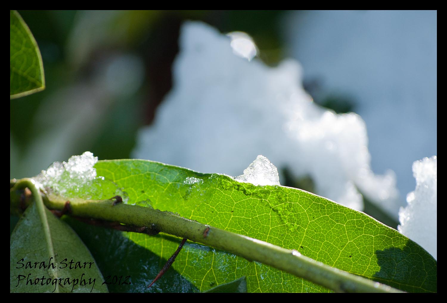 Snowy leaves