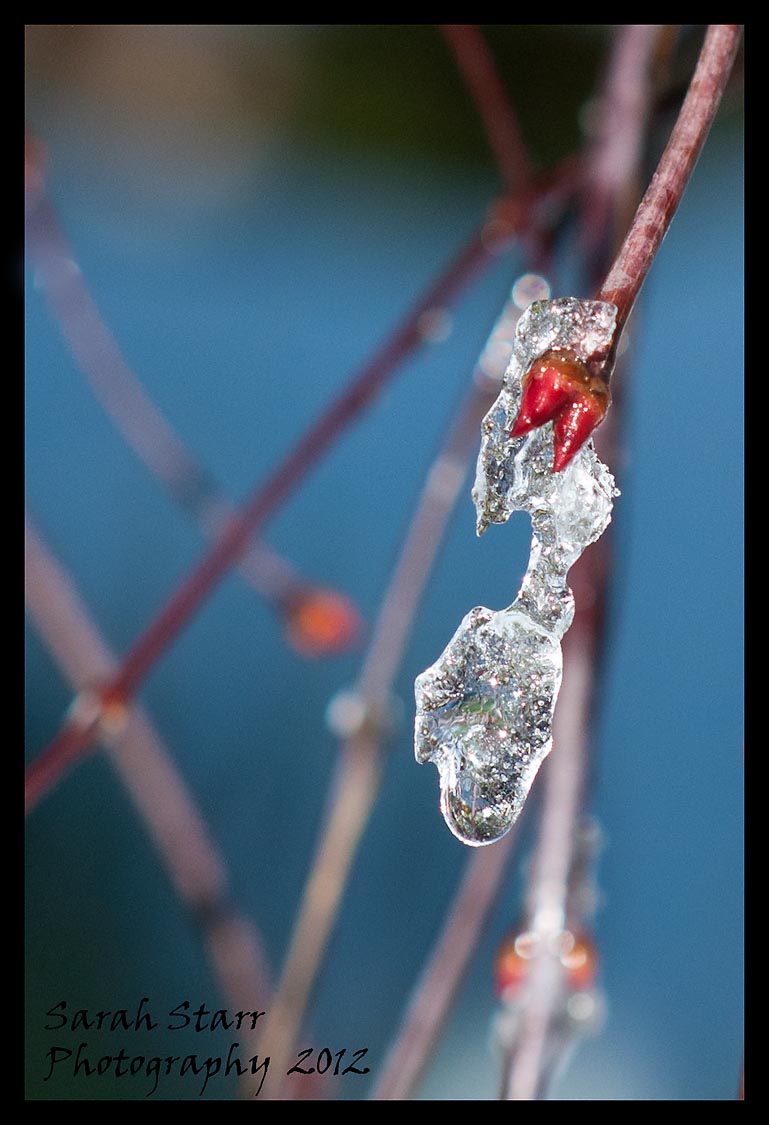 Icy maple with blue