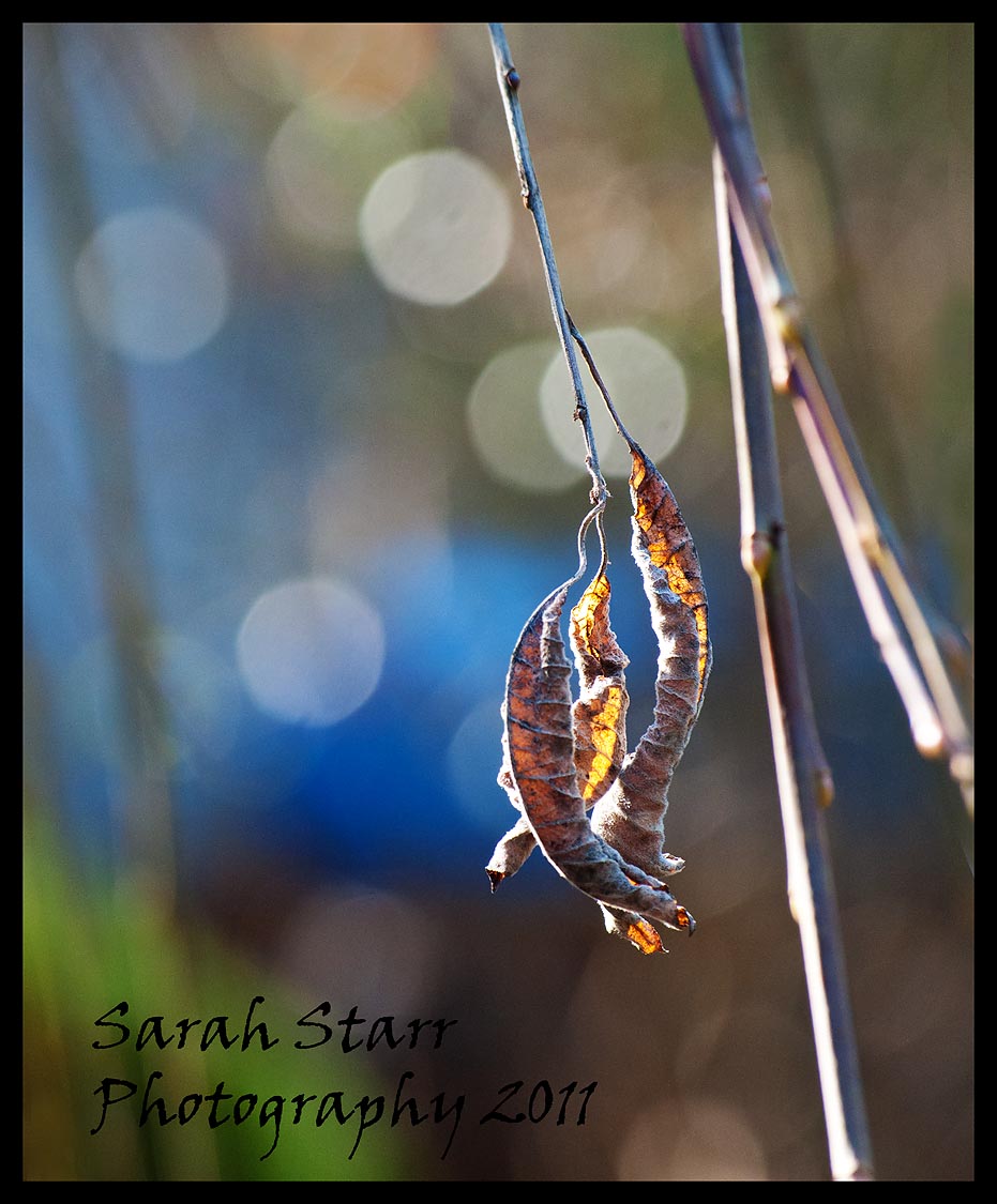 Enchantment