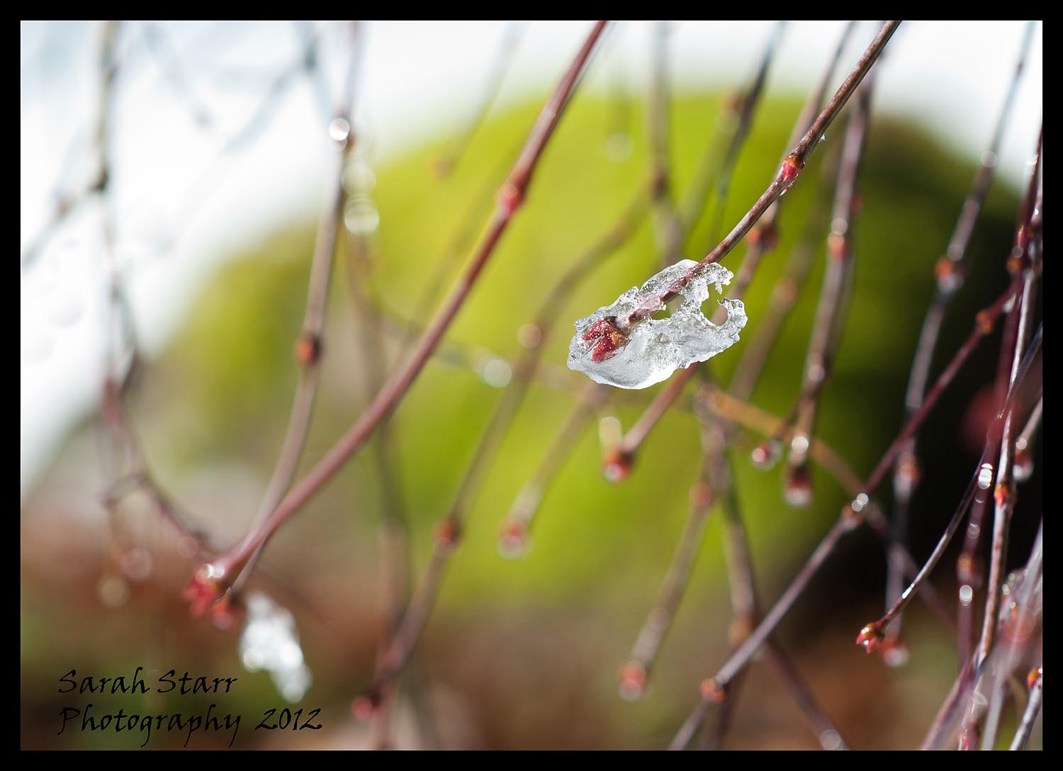 Icy maple with green