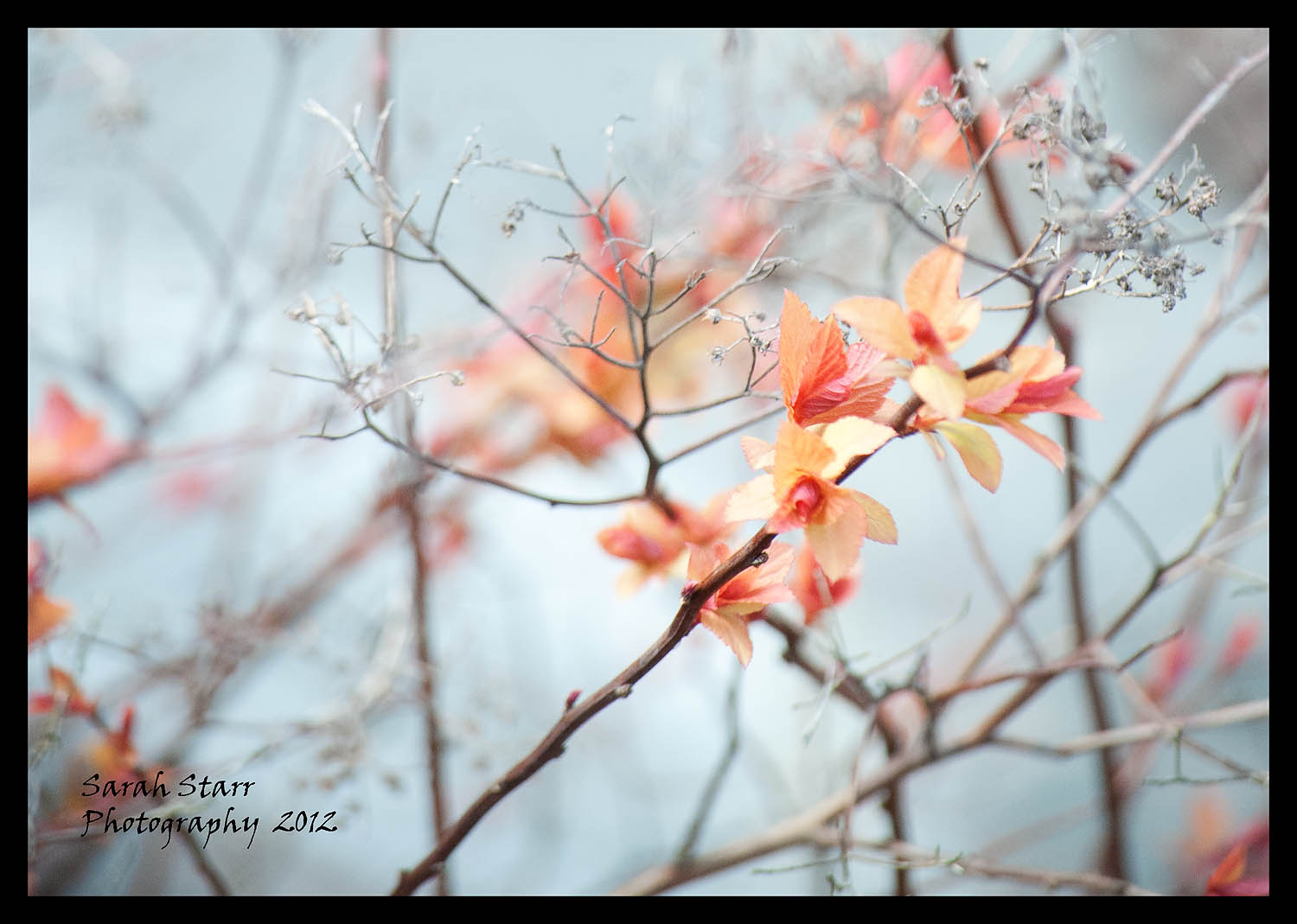 Delicate blossoms