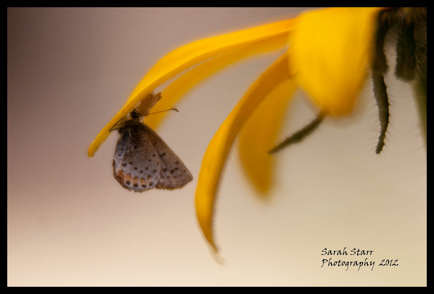 Moth, upside down