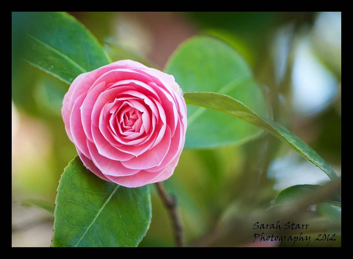 Pink Camellia