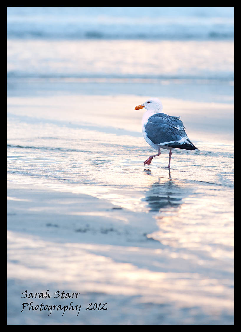 Seagull at sunset